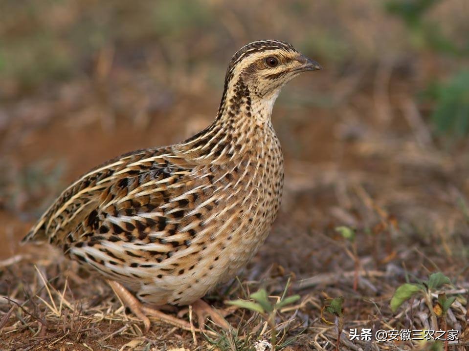 鹌鹑一年可以产多少枚蛋,5000只鹌鹑养大产蛋需要多少成本