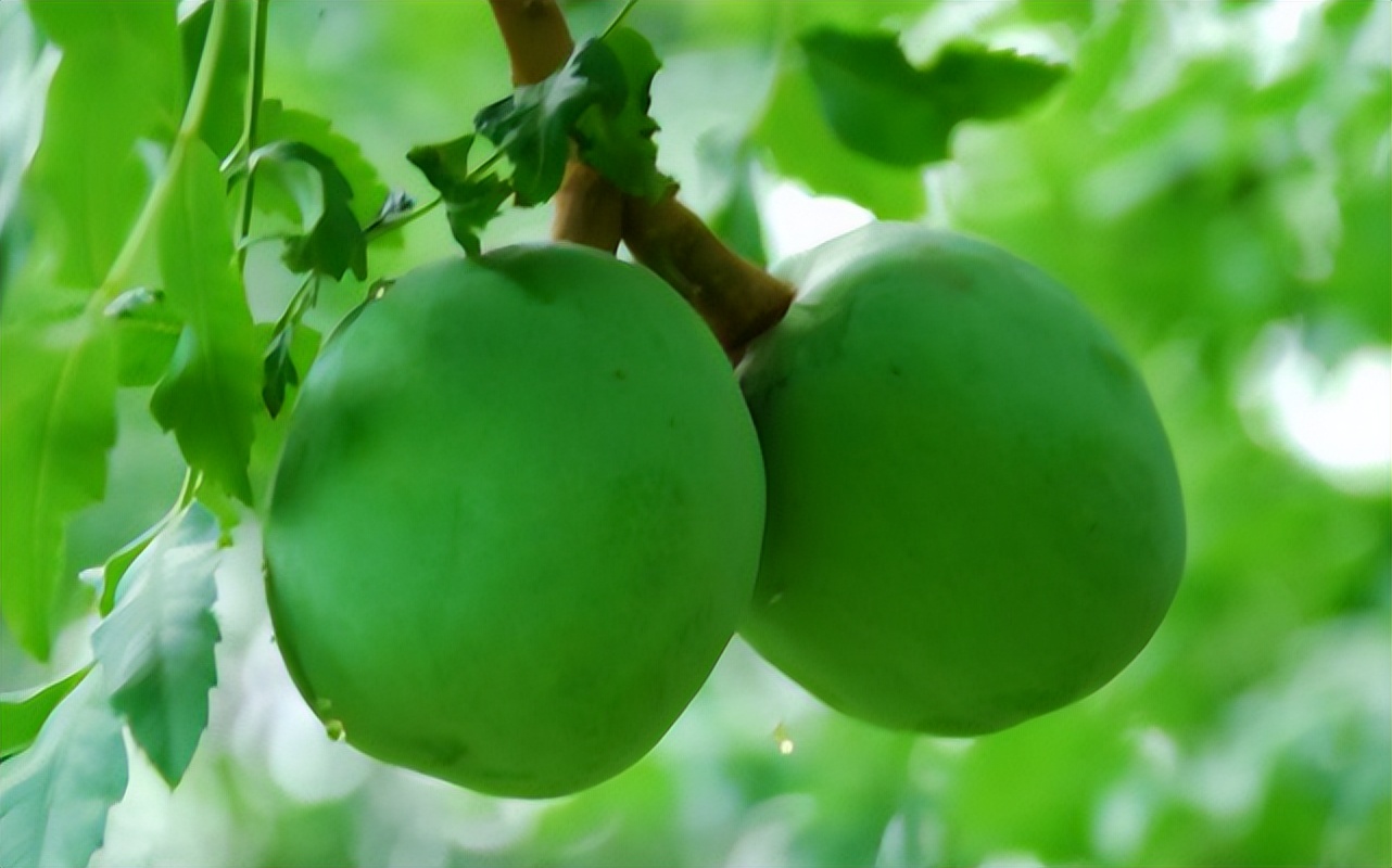 中国特有珍稀树种文冠果,文冠果与油茶果一样吗