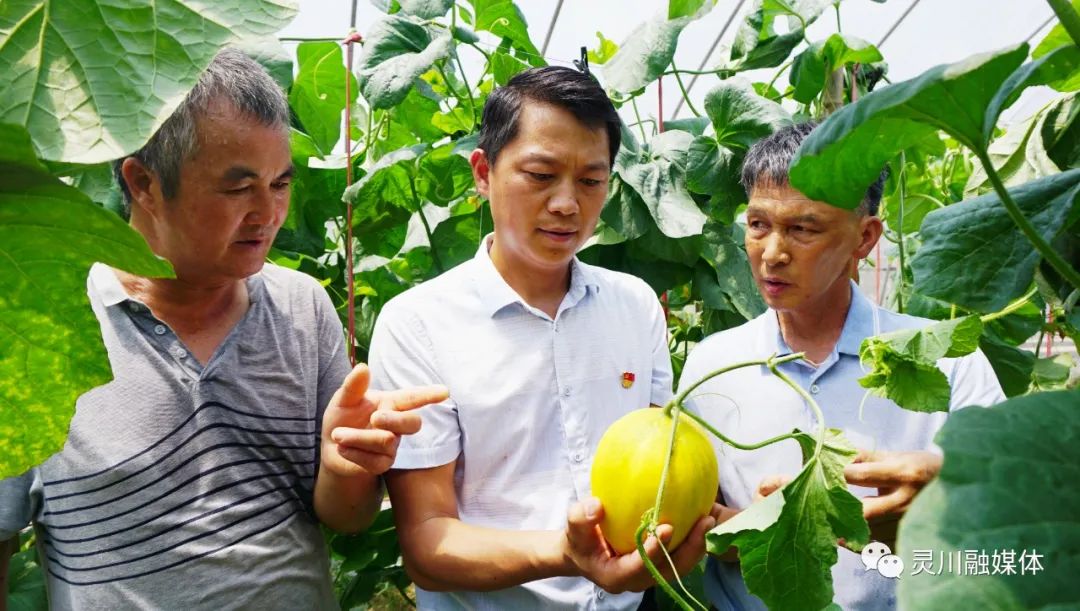 甜蜜产业促农增收,甜蜜产业致富模式