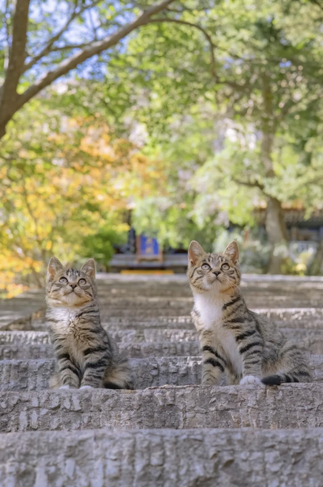 治愈系壁纸｜132张可爱小猫咪的样子