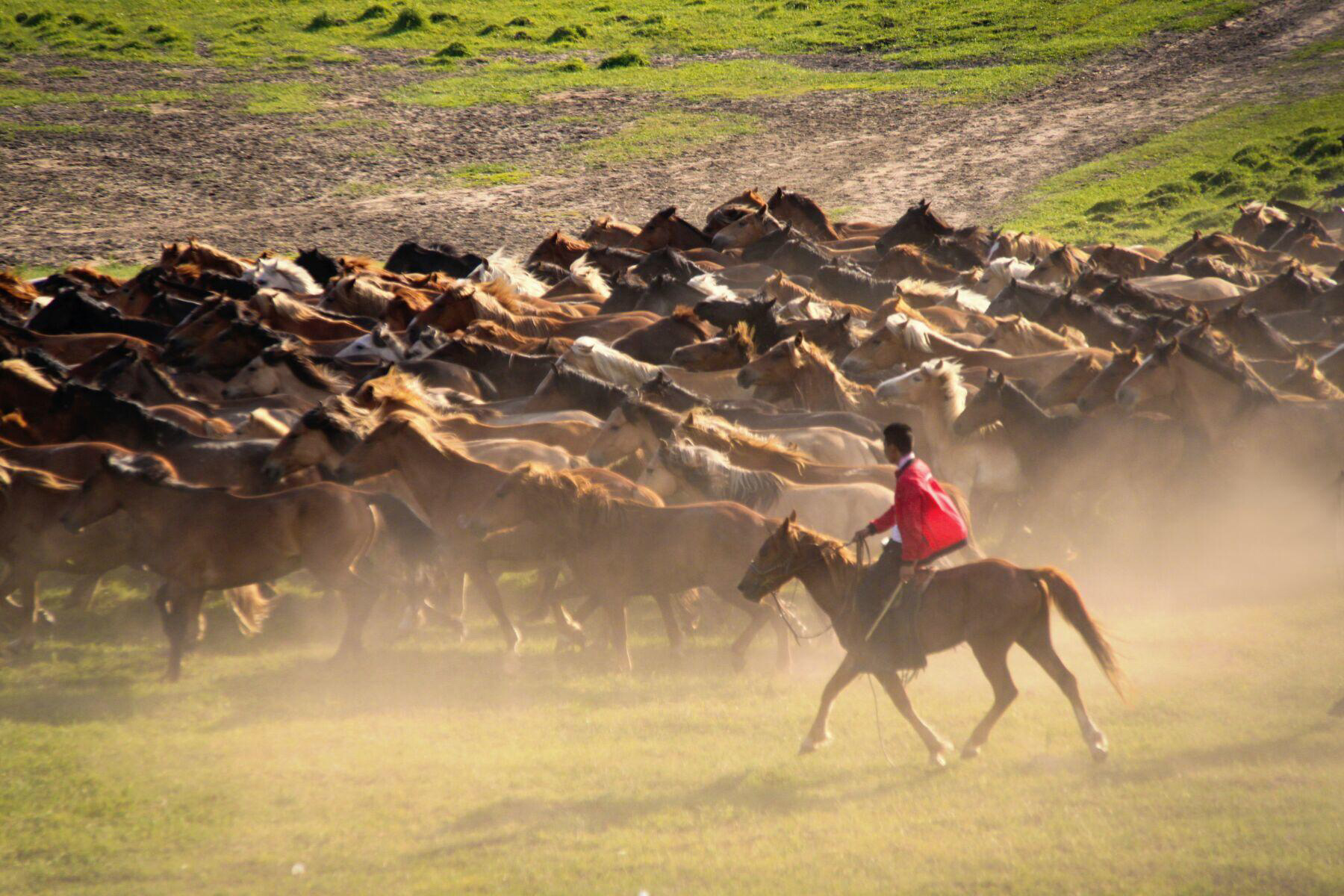 知青往事中的橡胶树林,知青往事图片