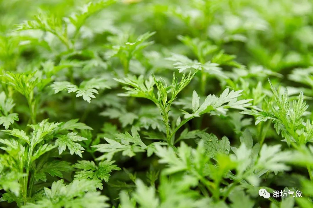 五一期间潍坊天气预报查询,潍坊各县市高温天气情况