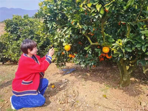 巫山美景秀,重庆巫山恋橙视频