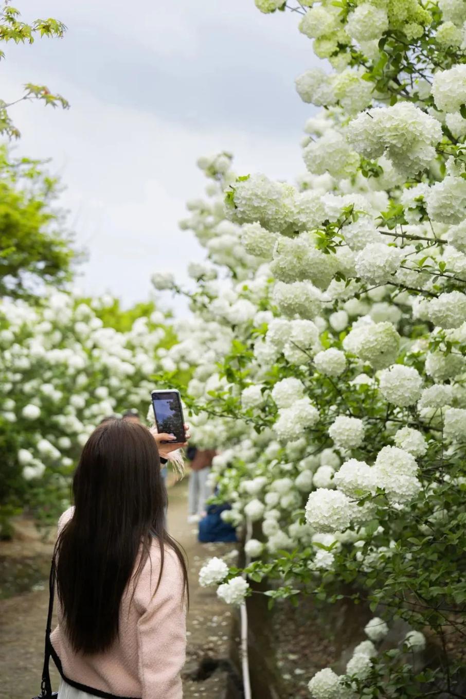 赏花黄花风铃木成都,成都绣球花打卡地