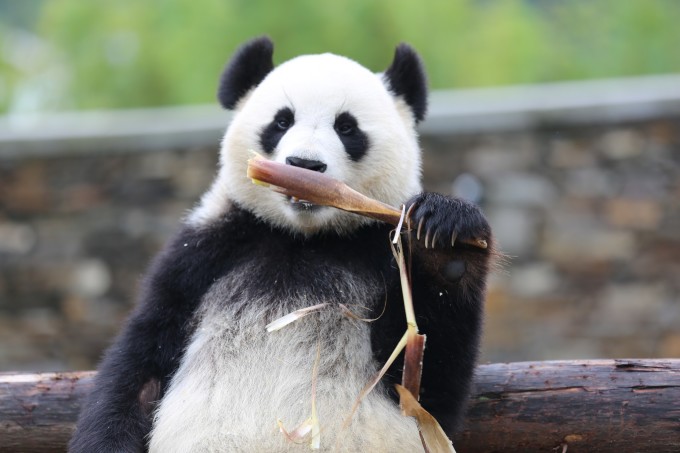 大熊猫基地怎么才能去喂大熊猫,大熊猫基地怎么去九寨沟