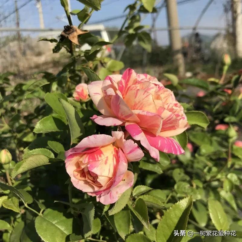 波浪边花型月季,爱杜尔马奈和伊蕾莎丝特