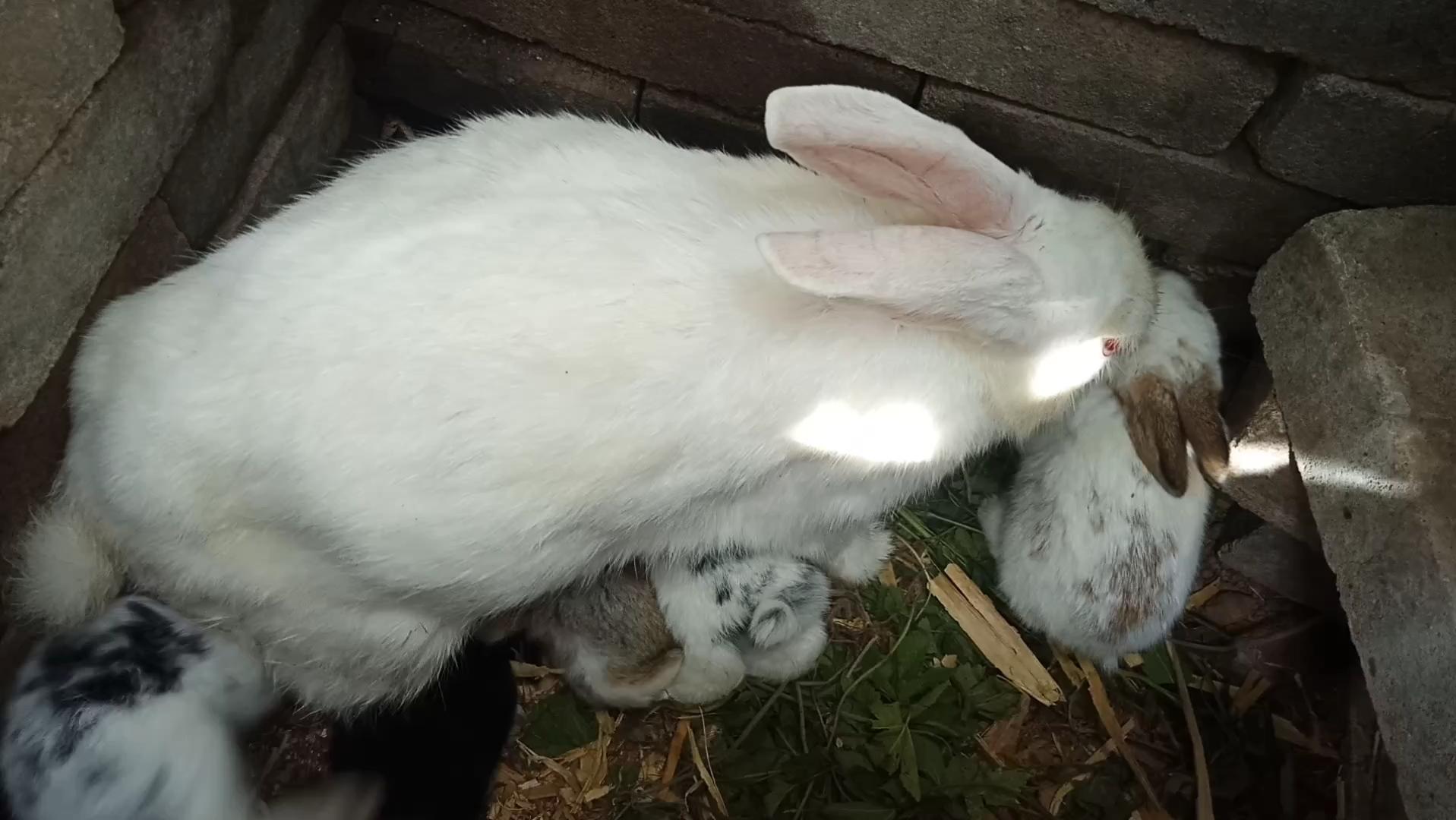 刚生下来的兔仔怎么管理,刚出生兔仔怎么人工喂养