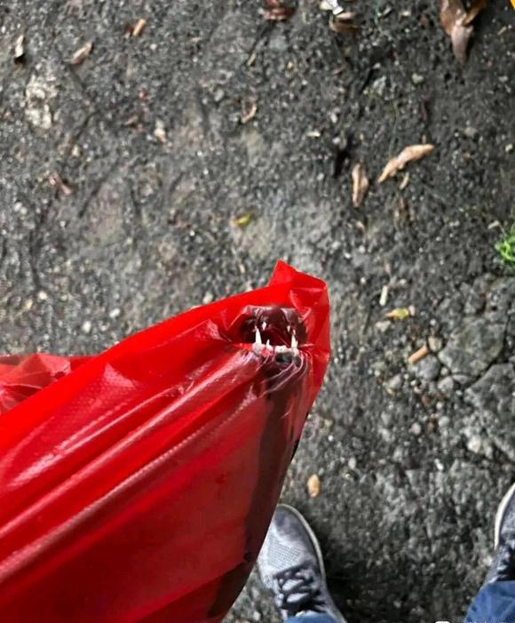 被鱼咬了用什么药,被鱼咬了涂啥药