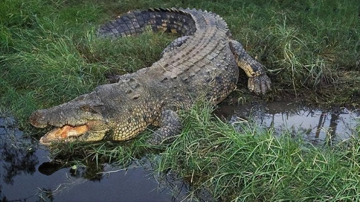 性情凶猛的十大鳄鱼,世界上十大最凶猛的鳄鱼排行榜