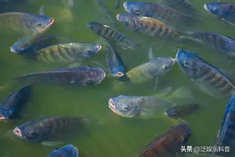 什么淡水鱼最干净吃着放心呢,最干净的淡水食用鱼