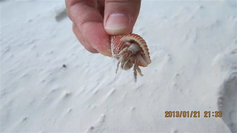 马尔代夫蜜月免费项目,蜜月旅游去马尔代夫哪个岛屿最好