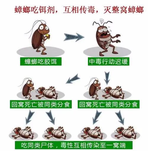 自制消灭蟑螂蚂蚁蚊子的小妙招,厕所的蟑螂怎么消灭最彻底小妙招