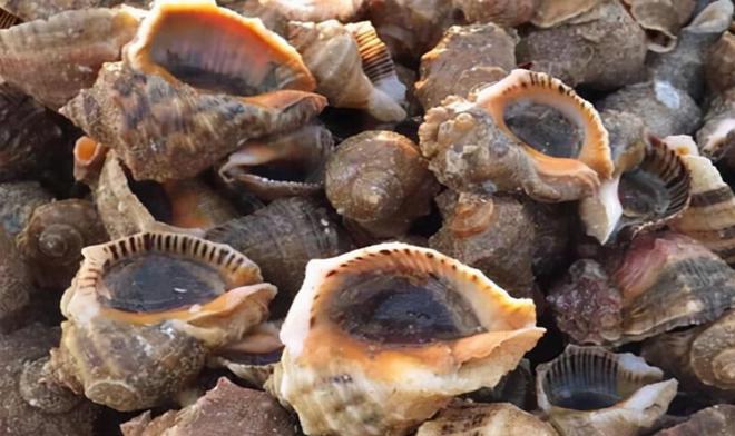 山东一女子吃出龙珠,安徽女子吃椰子螺吃出龙珠