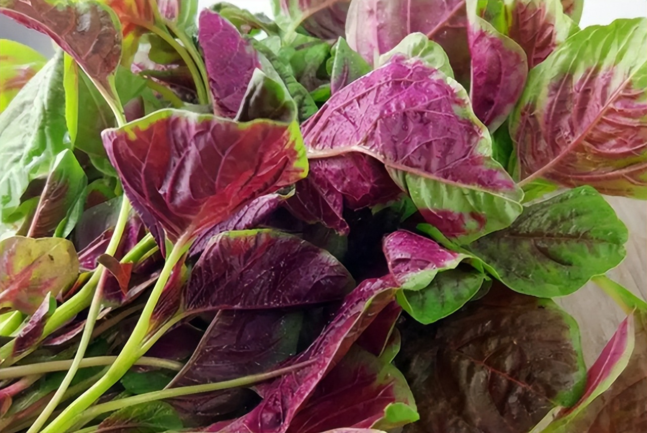 为什么晚上不建议吃绿叶蔬菜,哪些患者不能吃红苋菜