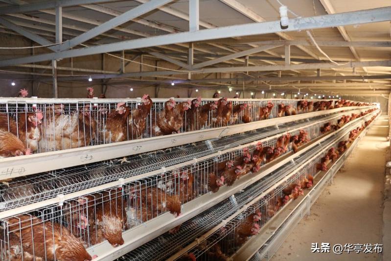 华亭山寨乡：养鸡“女能手”喜圆“创业梦”