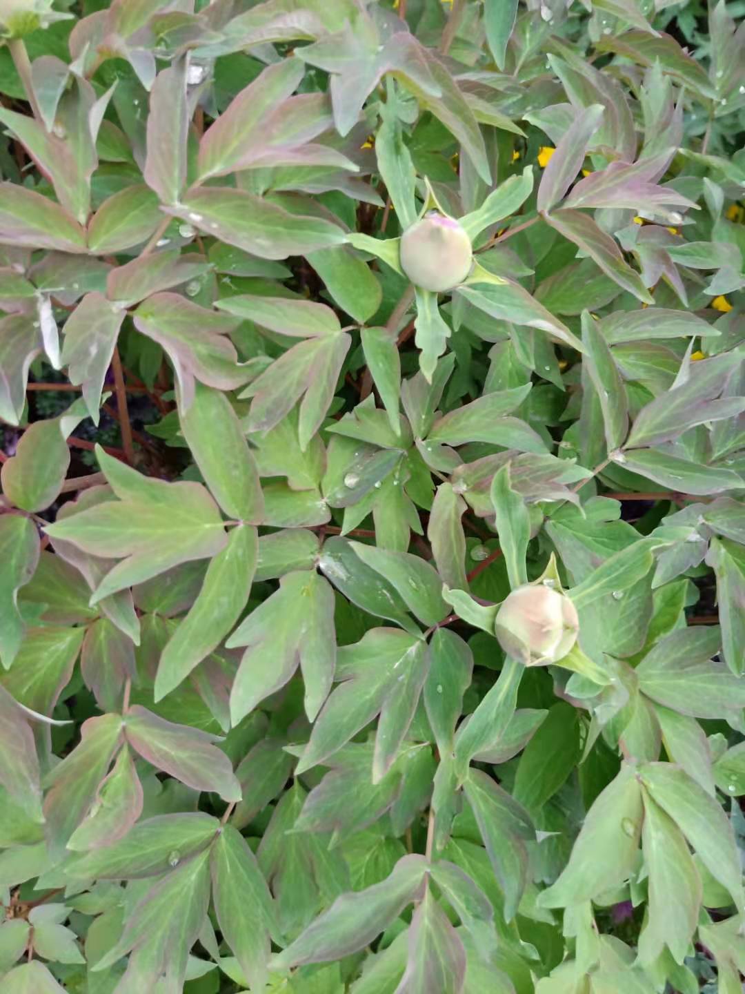 牡丹吊兰的养殖方法和注意事项,扶桑牡丹的养殖方法和注意事项