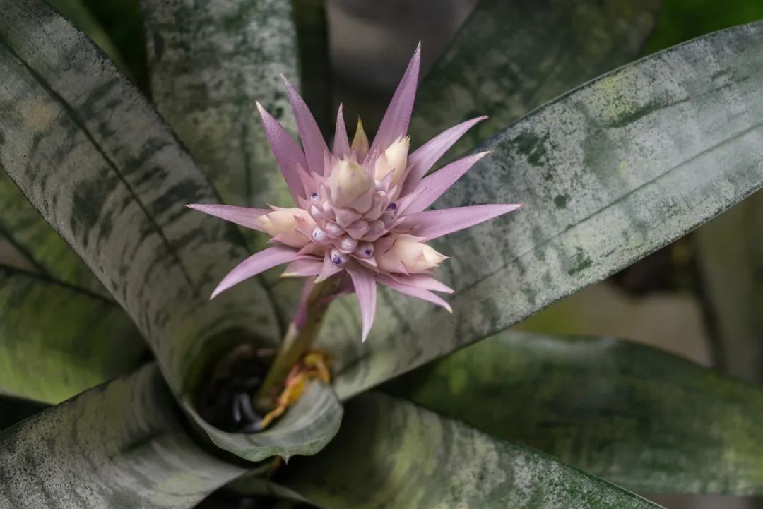 水培凤梨菠萝,菠萝水培最简单的方法