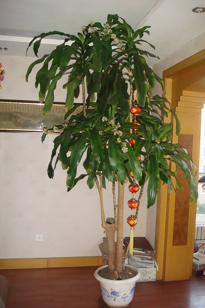 巴西木树好不好养,巴西木养的时间长了为什么要黑腐