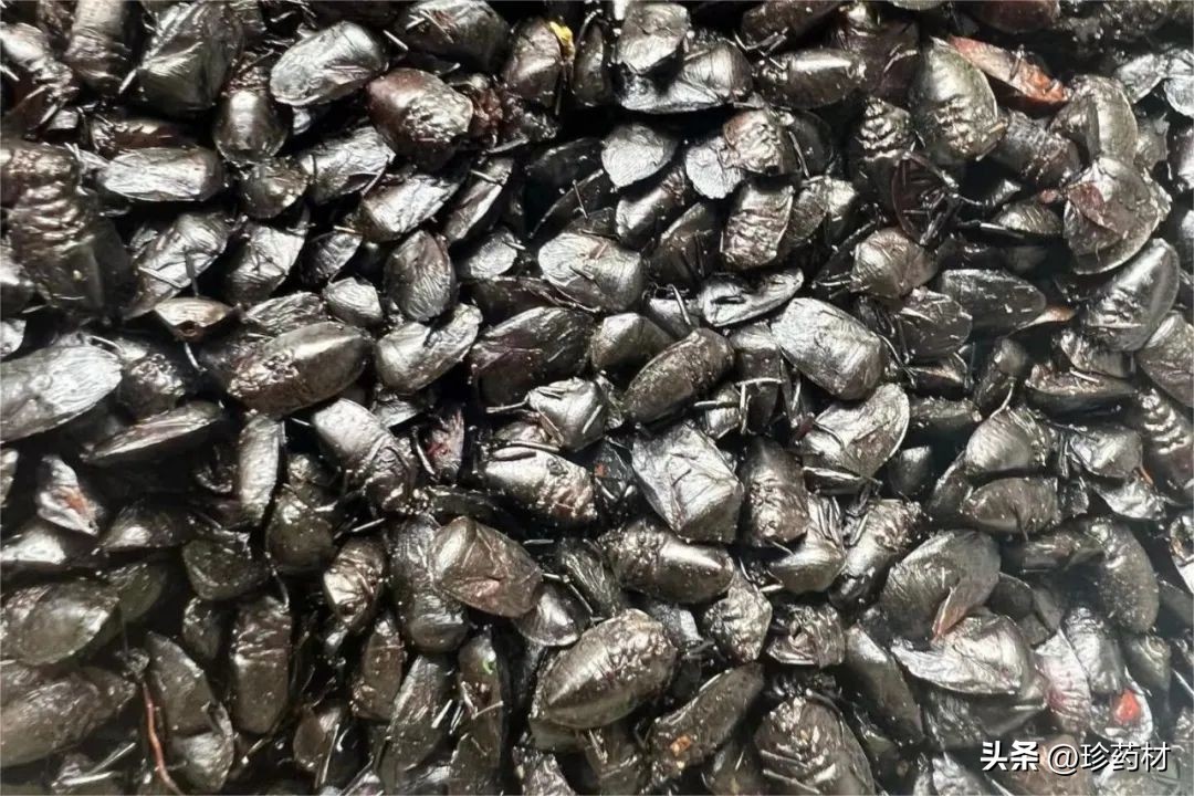 11月22日中药材市场快讯：九香虫、防己、射干、牡丹皮、肉桂等