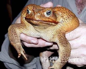 癞蛤蟆变金蝉诗句,癞蛤蟆变成金蝉