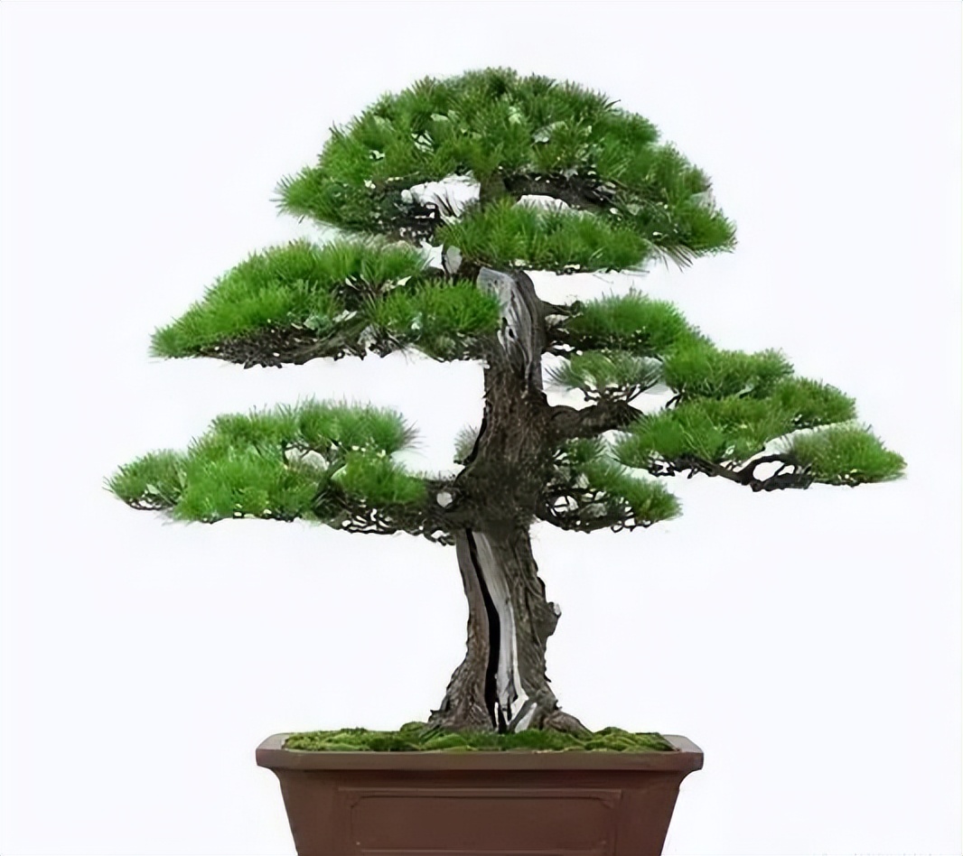 新手松树盆景制作,盆景铝线怎么蟠扎松树盆景