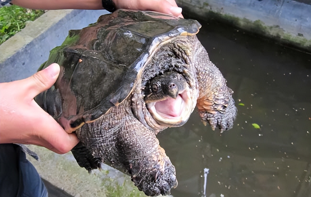 男子放生鳄龟事件,男子放生鳄鱼龟