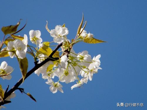 洒落最经典十首梨花诗句,赞美梨花一枝春带雨的诗句