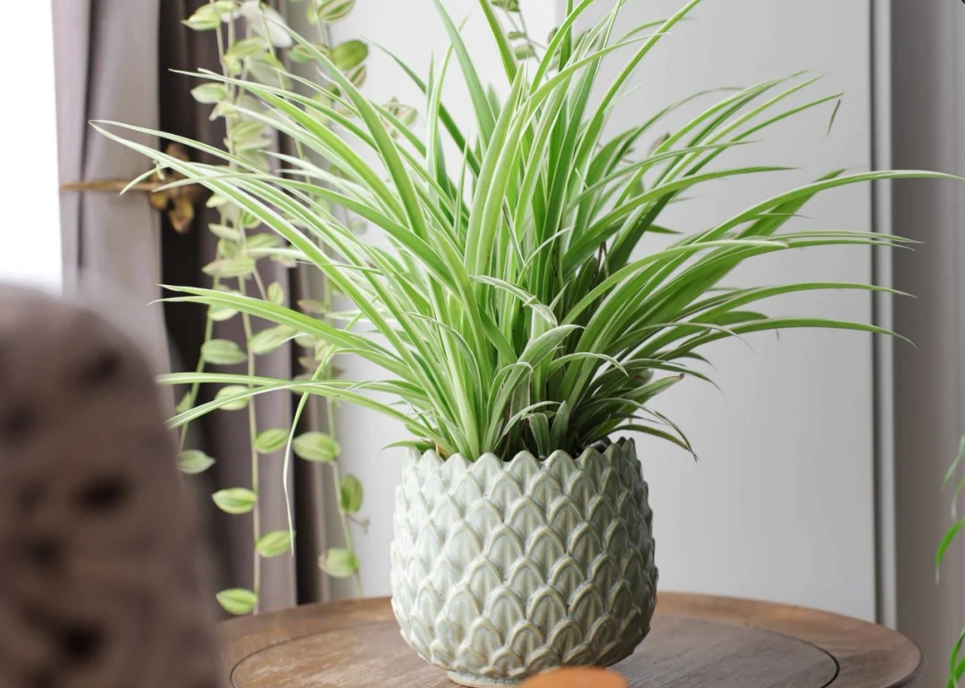 家庭客厅养什么花好看又旺财,客厅最吉祥的三种花