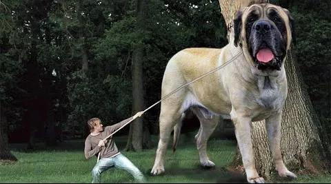 世界最大的狗要多少钱一只,世界上最大的狗狗排行榜第一名