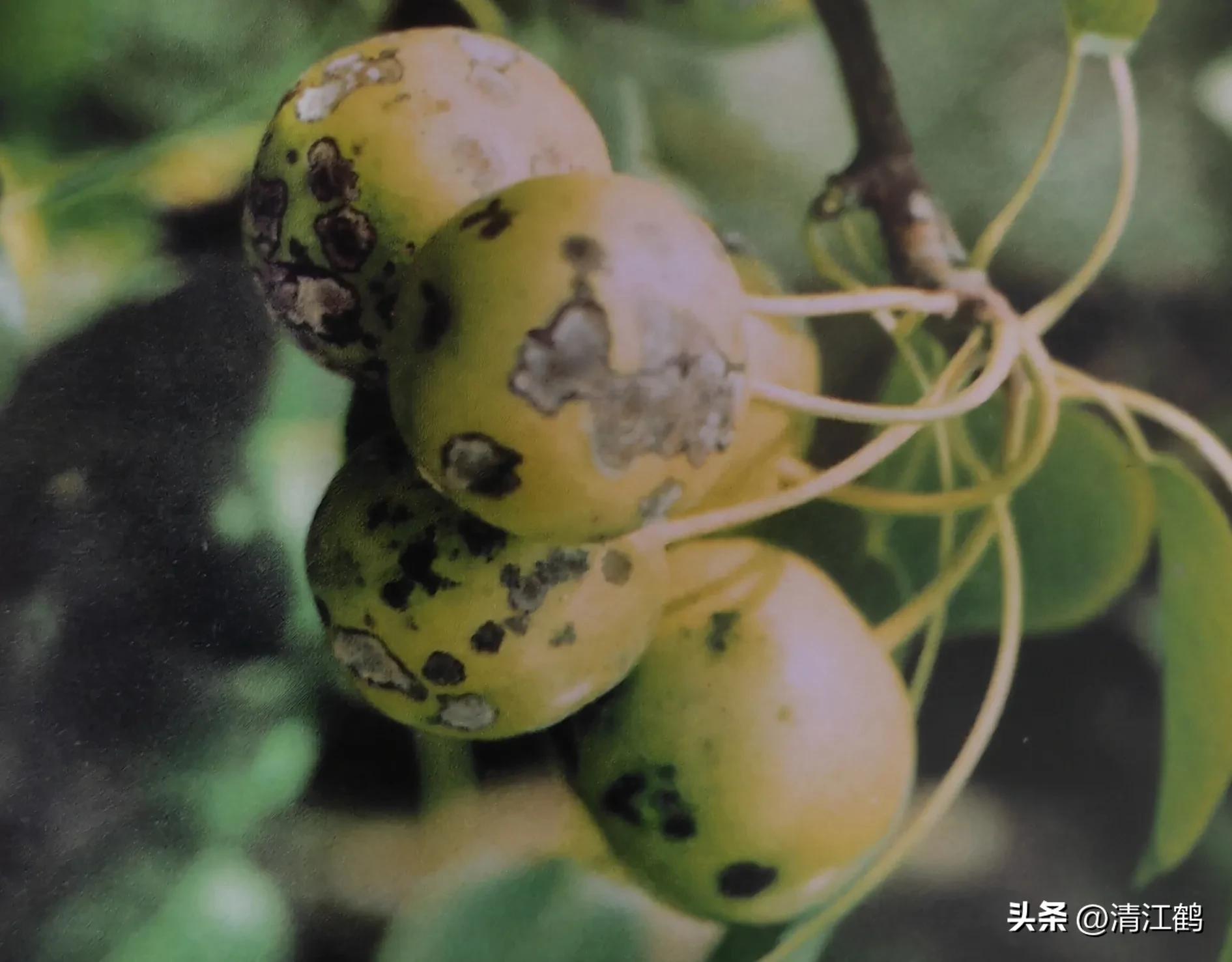 治疗黑星病的特效药物有哪些,黑星病的克星是啥药