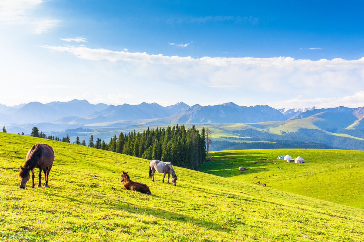 国外最先进的畜牧业,畜牧业大国排名