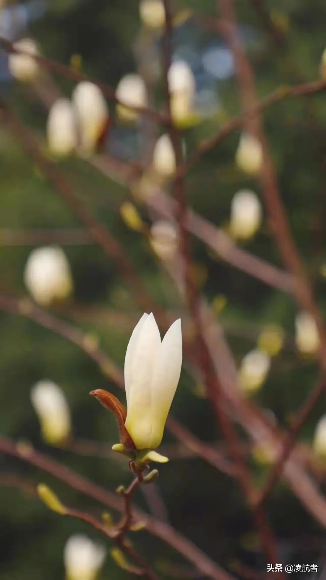 共赴春之约携手新征程,共赴春天之约携手砥砺前行