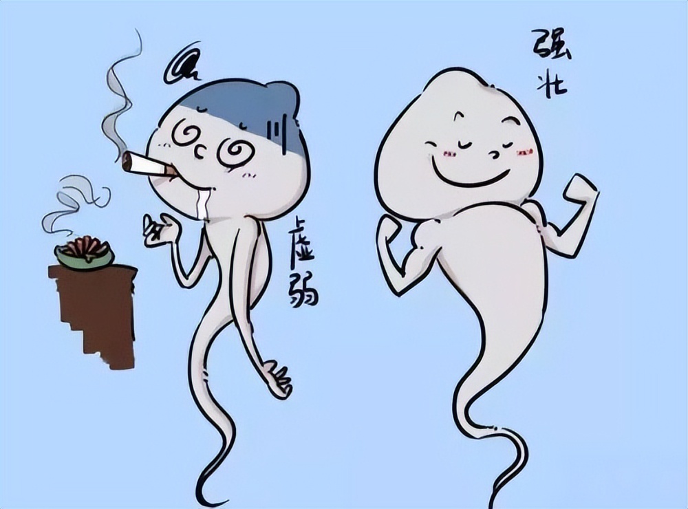 精子制造的全过程曝光！