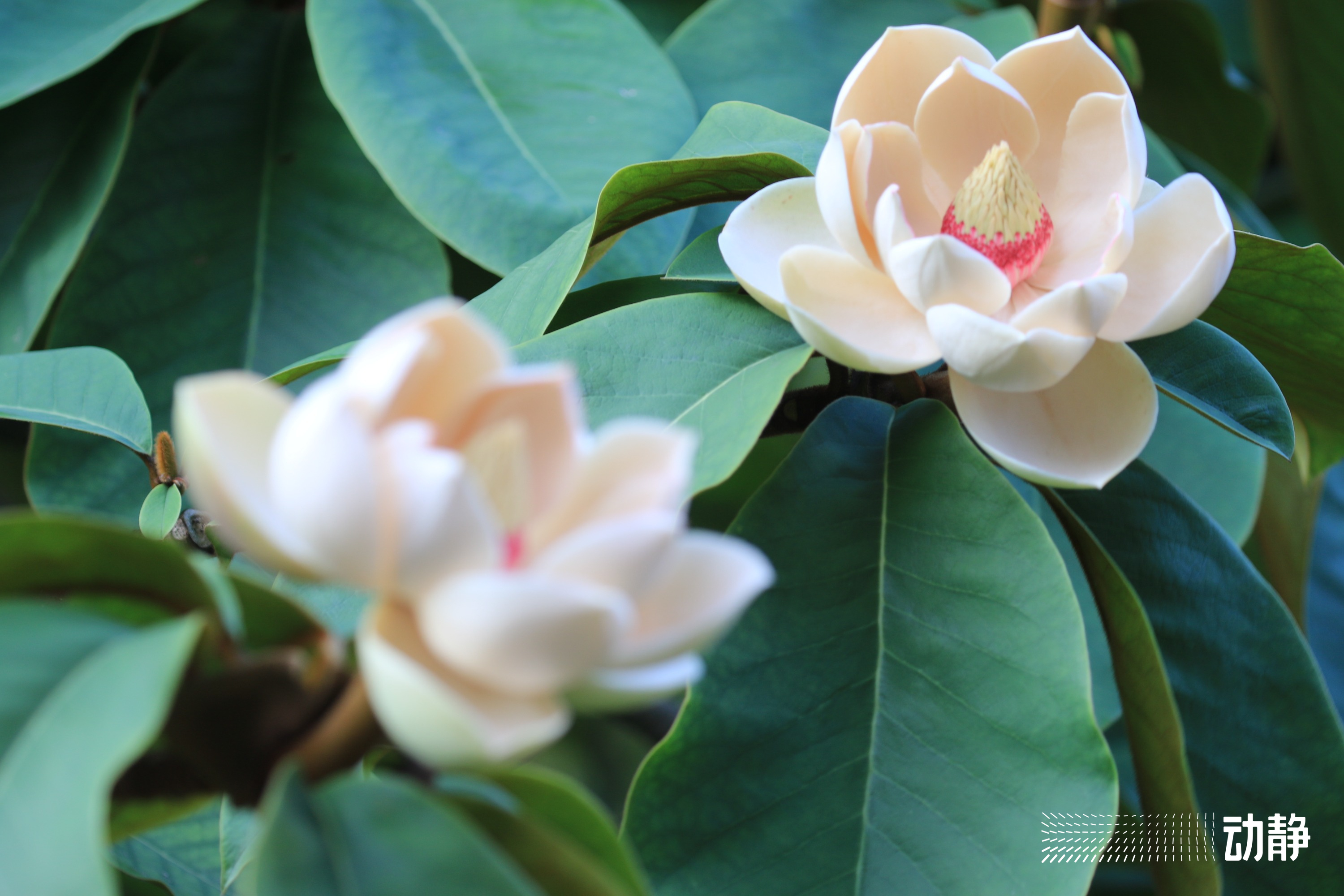 贵州野性,野性贵州有问必答