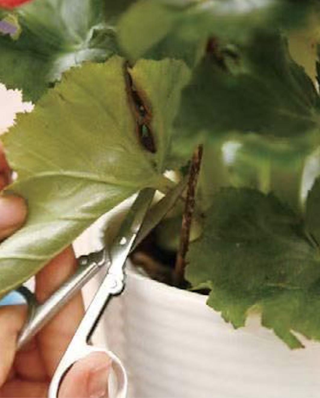 四季海棠花期过了怎么养,四季海棠花期过后怎么养护好