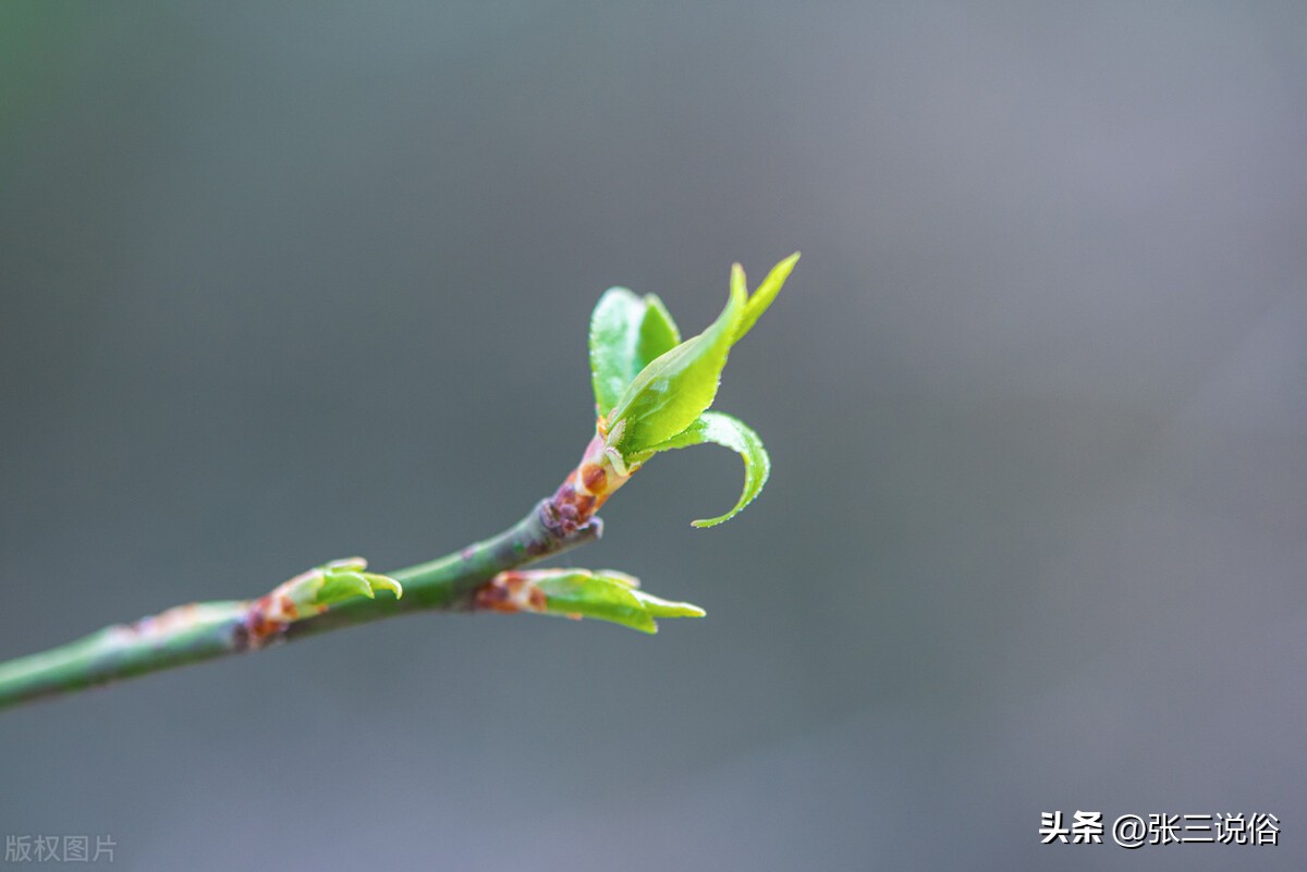 今年是黑兔年哪些生肖需要躲春,2023年兔年躲春前后三天是哪三天