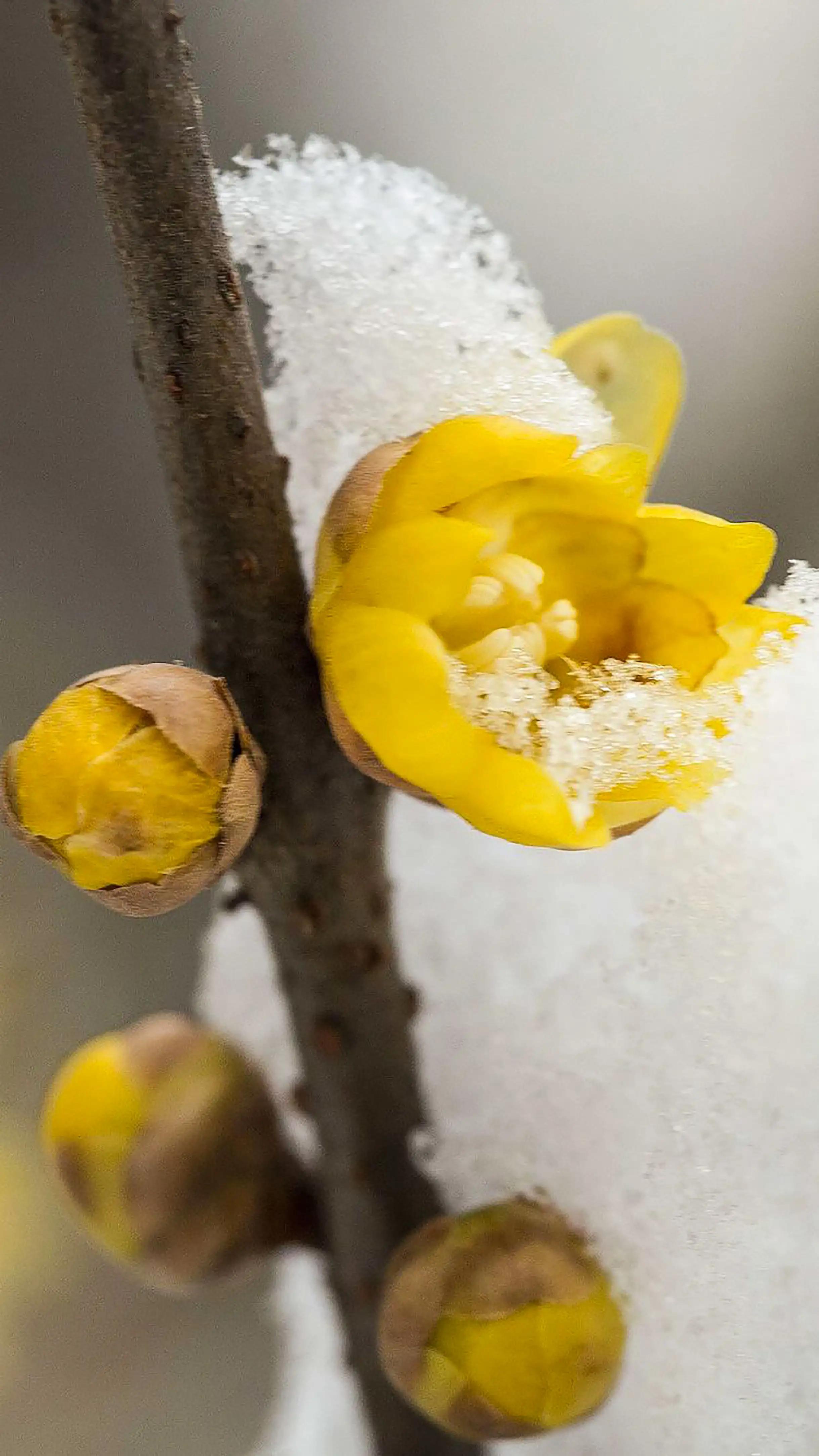 蜡梅花是梅花吗,蜡梅花是秋天开的吗