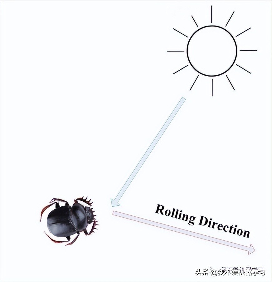 蜣螂优化算法是哪年提出来的,蜣螂用法与用量