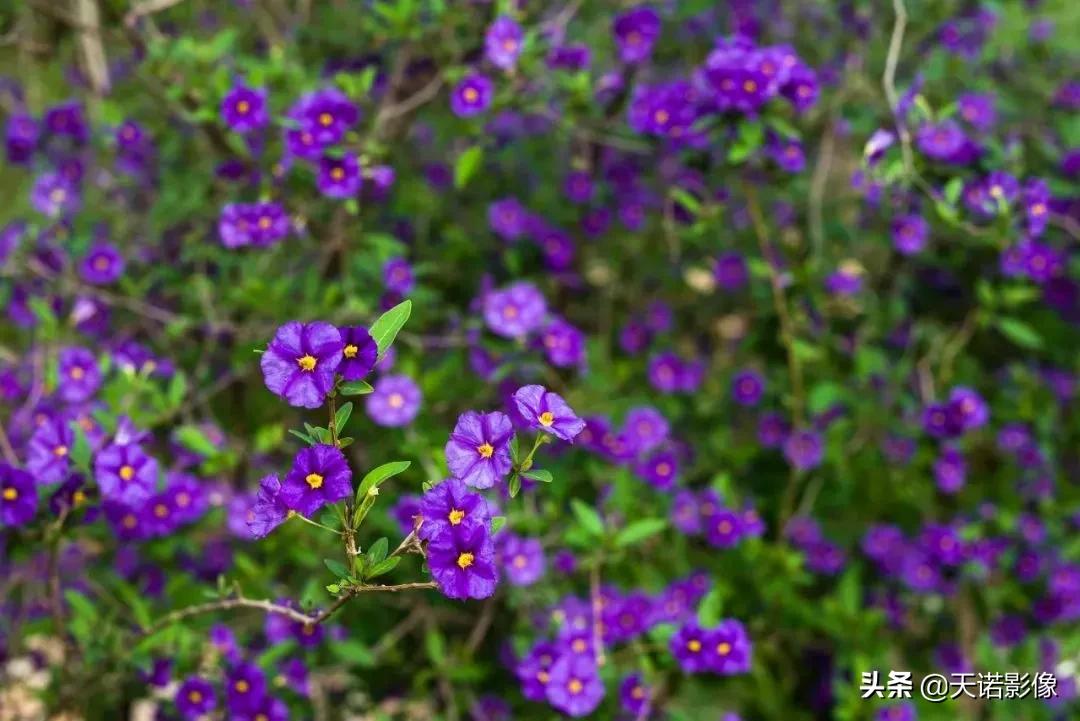 徕卡镜头到底有多牛,徕卡双a镜头怎么选择相机