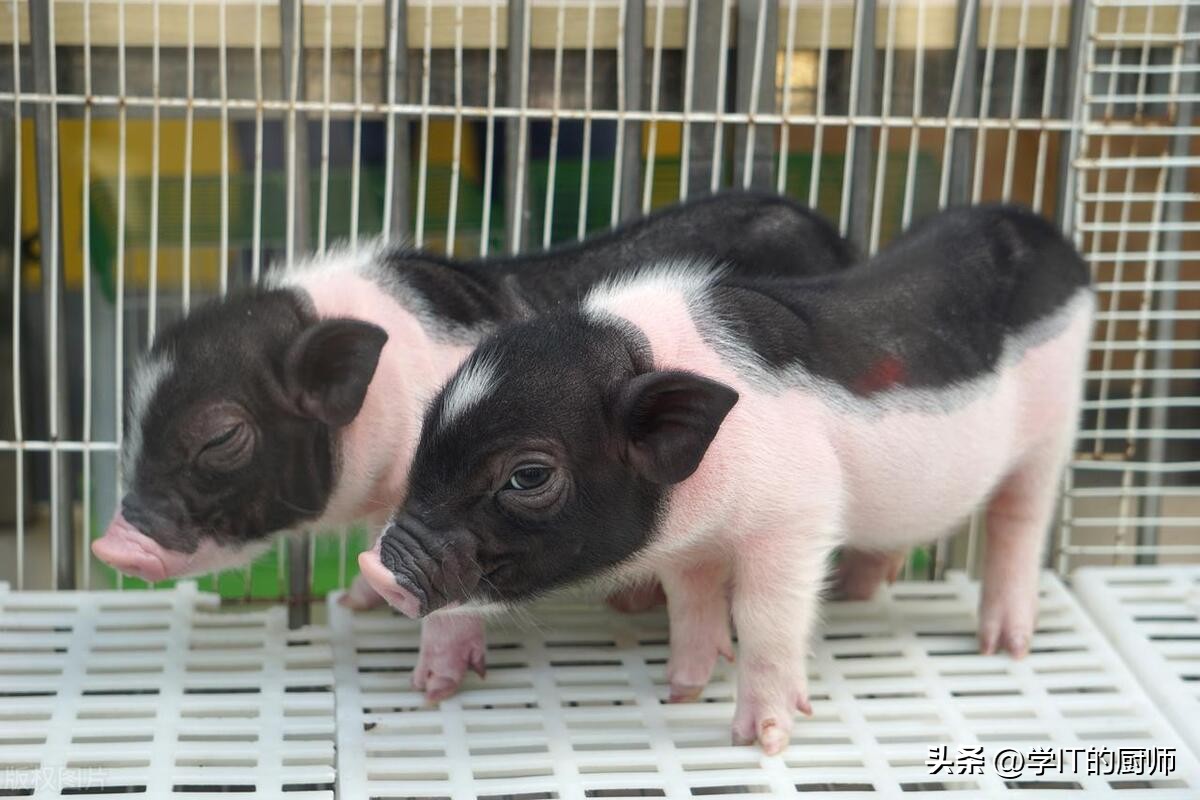 香猪养殖创业,养殖香猪致富项目