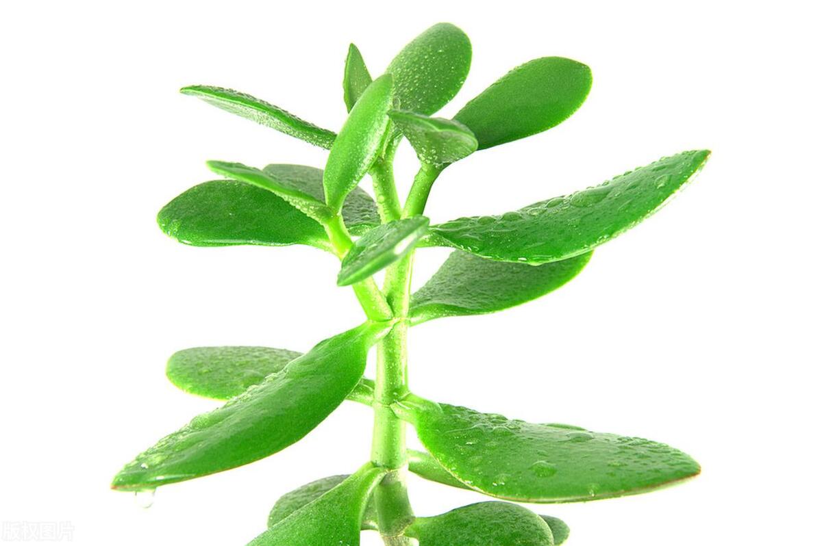 金钱树上有虫子怎么办,金钱树根部有虫子怎么处理