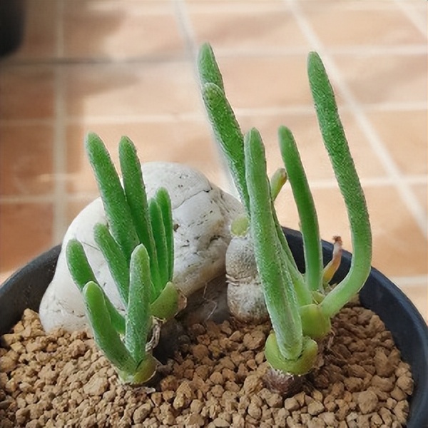 102个大类近500个多肉植物图片，都极其美丽，建议在家中也养一盆