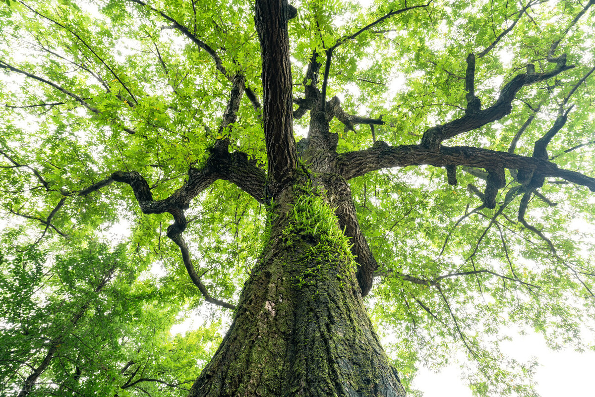 102.樟树上长的柞蚕和被子