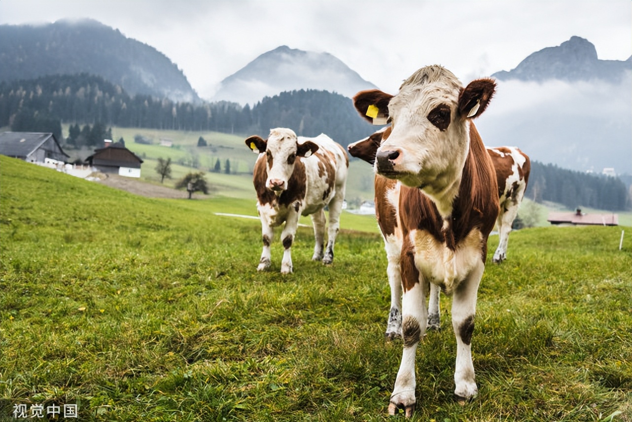 牛的瘤胃臌气发病原因,牛瘤胃臌气的治疗方法