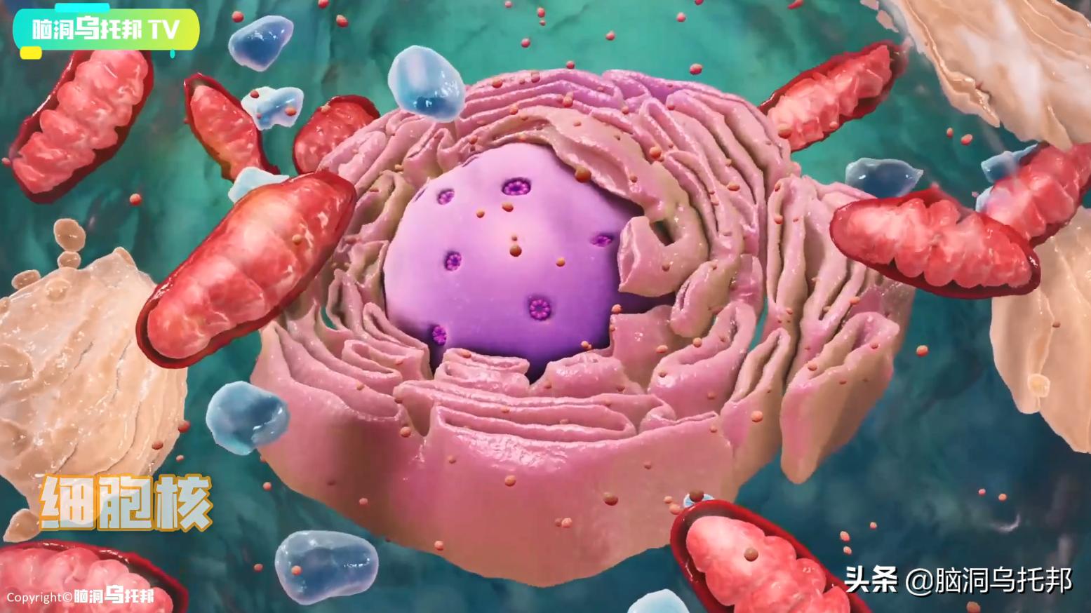 颠覆三观!这是改变你一生的影片,信念生物学：基因以外的生命奥秘