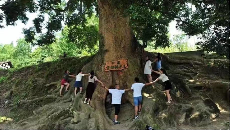 一棵树价值十亿,一棵金丝楠木价值2.5个亿