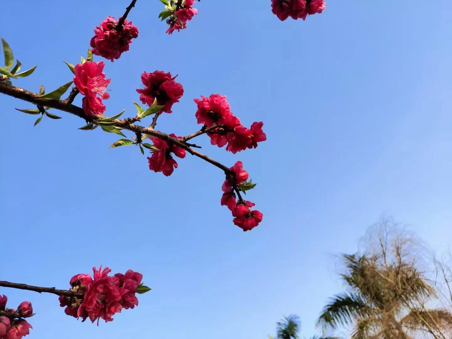 写红杏的诗有哪些,描述一枝红杏的诗句