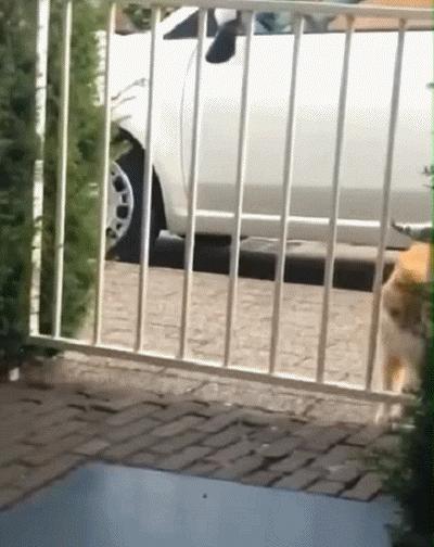 别人家的猫是液体还是固体,猫都是水做的