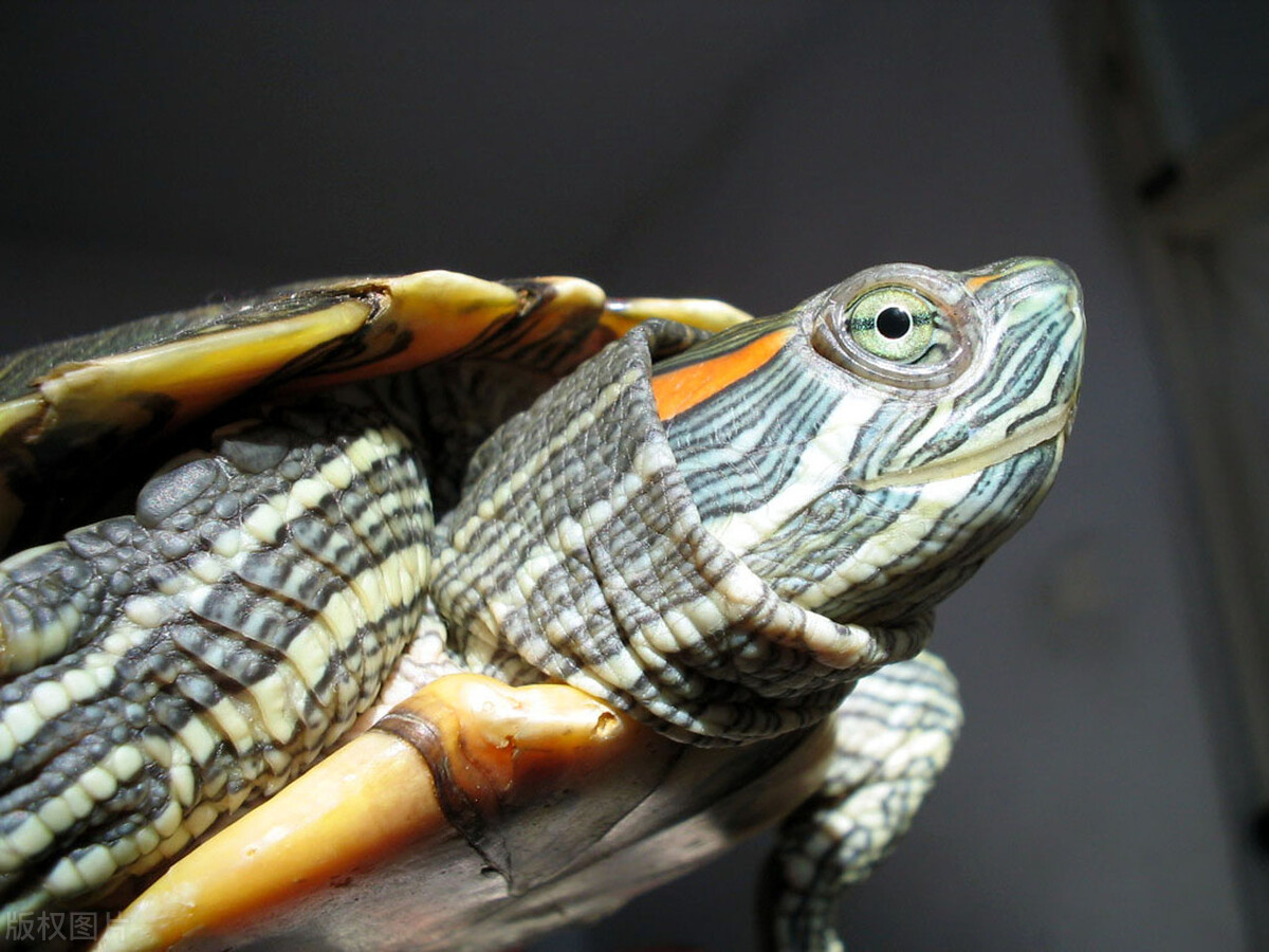 新手怎么养小巴西龟才好,巴西龟龟苗需要多长时间才能长大