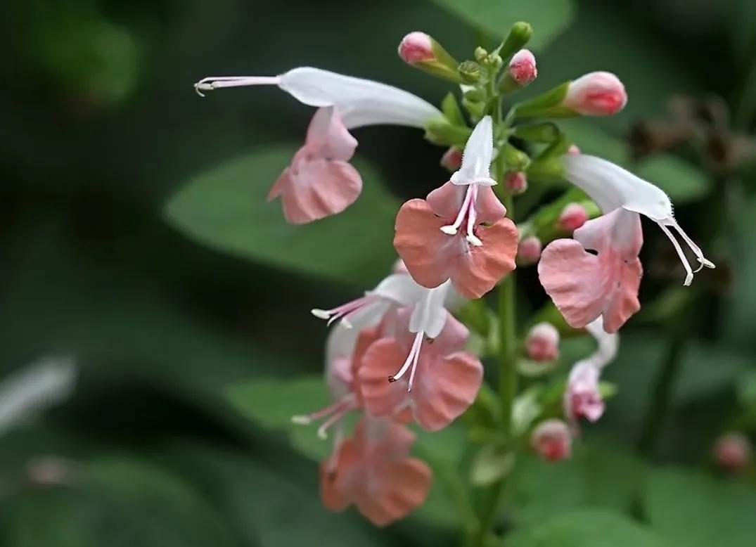 春夏之交，越来越多的花含苞欲放，这一百种娇媚蓓蕾真是美不胜收